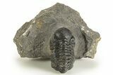 Detailed Austerops Trilobite - Ofaten, Morocco #323592-4
